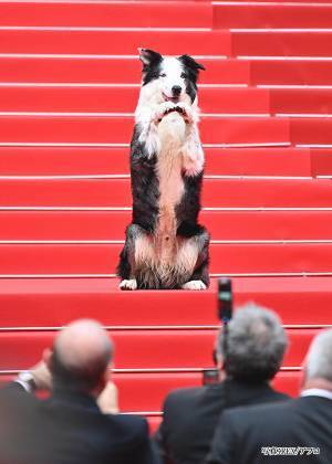 レッドカーペットを歩く犬　その姿に世界から「最高かよ」「なんてオーラだ」