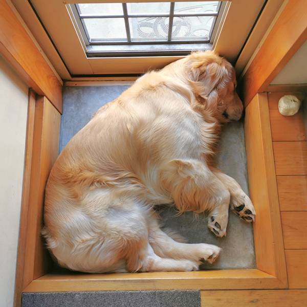 ゴールデンが寝ている場所は？　毎年恒例の定位置に「ニンマリする」