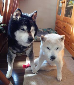 １６歳の柴犬夫婦、足元を見ると？　「愛おしすぎて泣けてくる」