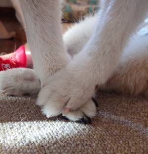 １６歳の柴犬夫婦、足元を見ると？　「愛おしすぎて泣けてくる」