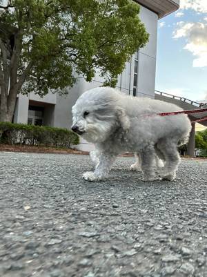 散歩中、愛犬のビフォーアフターに爆笑！　向かい風から追い風に変わると…？
