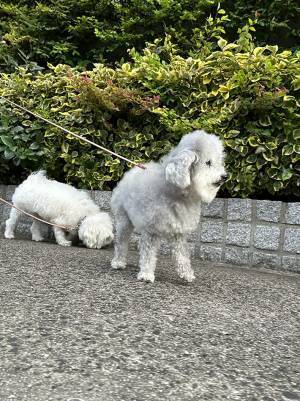 散歩中、愛犬のビフォーアフターに爆笑！　向かい風から追い風に変わると…？