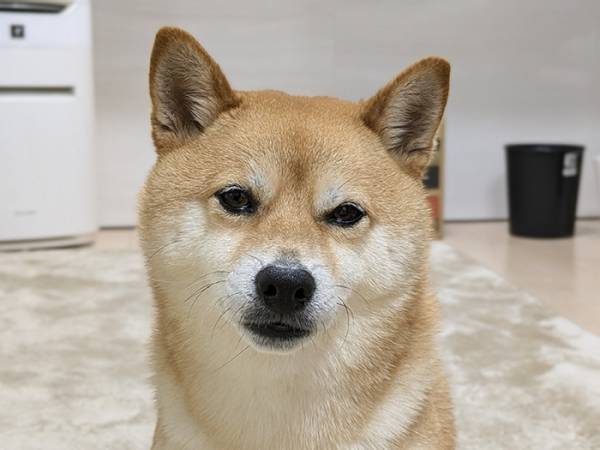 スマホを買い替えた飼い主　柴犬で試し撮りをしたら…「腹痛い」「ご、ごめん…」