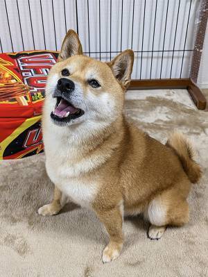 スマホを買い替えた飼い主　柴犬で試し撮りをしたら…「腹痛い」「ご、ごめん…」