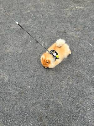 「カニクリームコロッケの散歩」　写真に「吹いた」「間違いない」