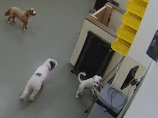 賢すぎる！　小型犬が部屋から脱走した驚きの『方法』とは…？