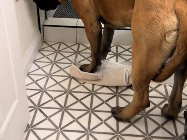 「助けて！」　浴室で鳴いている犬を見に行ったら？「爆笑した」