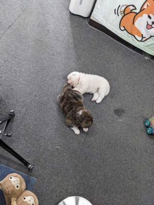 職員「わぁ…」　事務所に『落ちていた』のが？　写真に反響