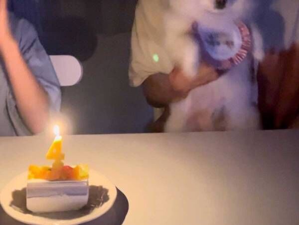 誕生日を祝ってもらった犬、表情に「爆笑」「主役の顔じゃない」