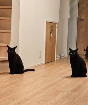 廊下にいる黒猫が？　目を疑う姿に「二度見した！」「門番かよ」