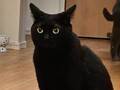 廊下にいる黒猫が？　目を疑う姿に「二度見した！」「門番かよ」
