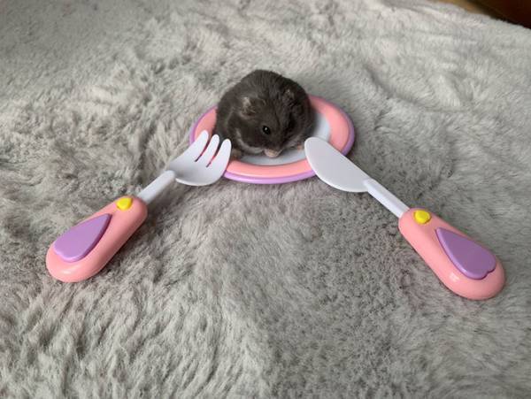 「逃げて！」の声が続出　危機感が欠如したハムスターが、こちら