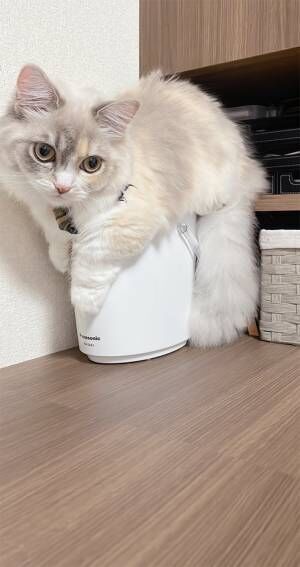 猫の写真