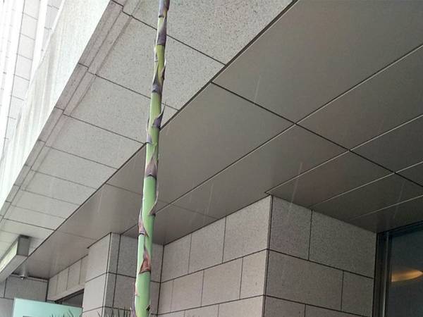 ビルの前に生えていたのは？　「えっ咲くの？」「うわぁすごい」