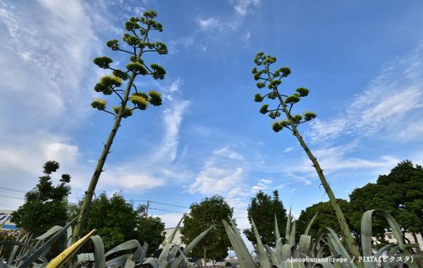 ビルの前に生えていたのは？　「えっ咲くの？」「うわぁすごい」