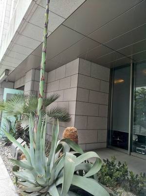 ビルの前に生えていたのは？　「えっ咲くの？」「うわぁすごい」