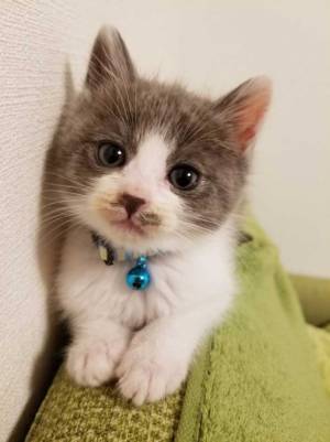 生後２か月の子猫　８か月後の写真に「すり替えを疑ってしまう」「一体、何が…」