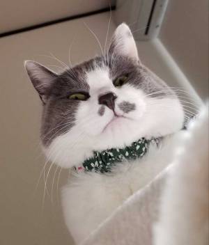 生後２か月の子猫　８か月後の写真に「すり替えを疑ってしまう」「一体、何が…」