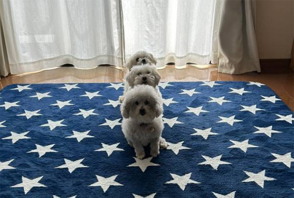 なぜ、並ぶ？　飼い主が撮った１枚に「電車でニヤけた」「練習してほしい」