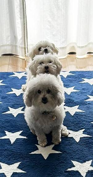 なぜ、並ぶ？　飼い主が撮った１枚に「電車でニヤけた」「練習してほしい」