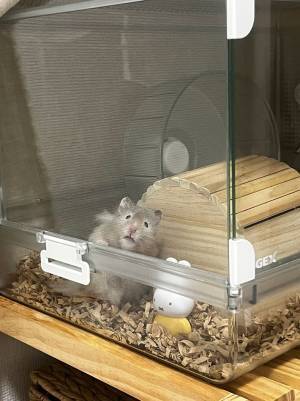 失恋した飼い主を一瞥するハムスター　表情に「ごめん笑った」「逆に元気出る」