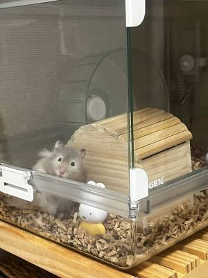 失恋した飼い主を一瞥するハムスター　表情に「ごめん笑った」「逆に元気出る」