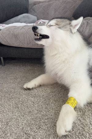 患部を保護するため、小さな包帯を巻かれた犬　『大袈裟すぎる表情』がこちら