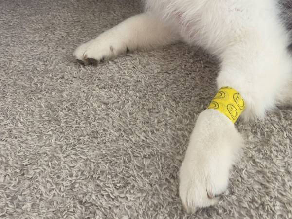 患部を保護するため、小さな包帯を巻かれた犬　『大袈裟すぎる表情』がこちら