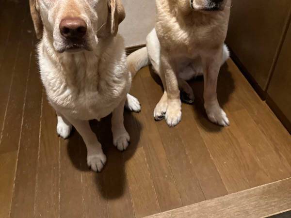 早朝３時に出かける飼い主、見送りに来た２匹の表情に「吹いた」「二度寝確定」