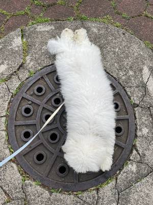 散歩拒否する犬、通行人にボソッといわれた言葉が？　「まさにそれ」「言い得て妙」