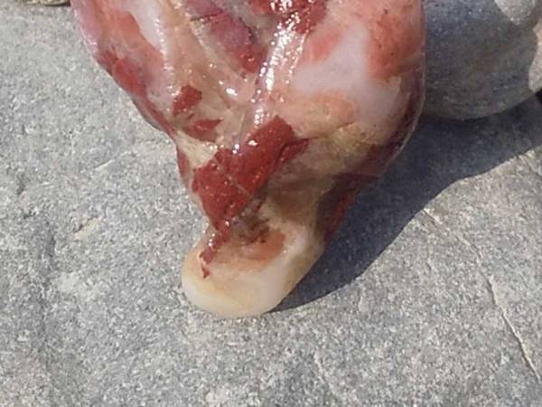 川原に落ちていた石が完全にアレ　写真に「いや、どっからどう見ても」