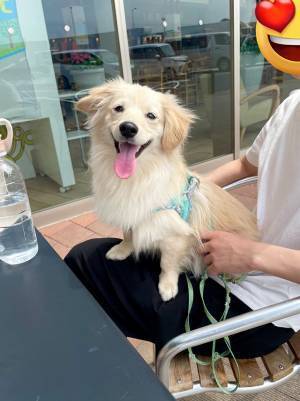 飼い主「ここが目的地？」　SAに着いた愛犬が、こちら！