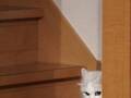 廊下からじっと見つめる猫　視線の先には…「嫉妬かな？」「ビクッとした」