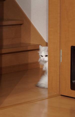 廊下からじっと見つめる猫　視線の先には…「嫉妬かな？」「ビクッとした」