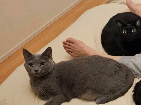 「これが『猫暖房』か…！」　見たら意味が分かる１枚に、納得の声！