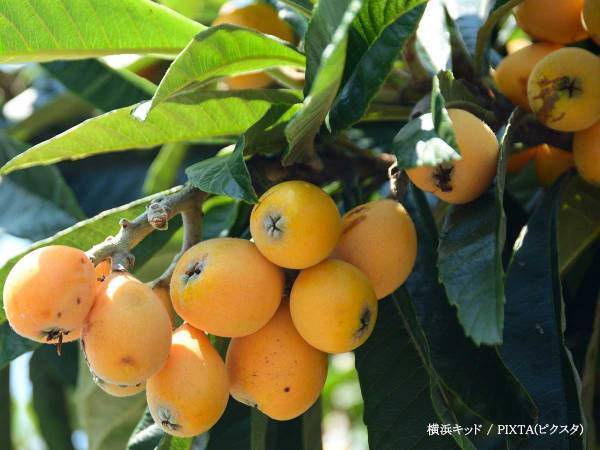 「健康を害する恐れ」　農林水産省が『ビワ』に注意喚起