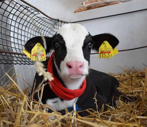 「牛界の浜辺美波です」　子牛の写真に１０万『いいね』　「五度見した」