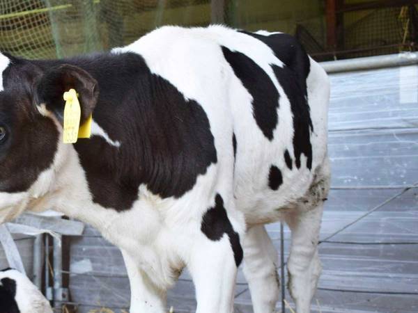 「牛界の浜辺美波です」　子牛の写真に１０万『いいね』　「五度見した」