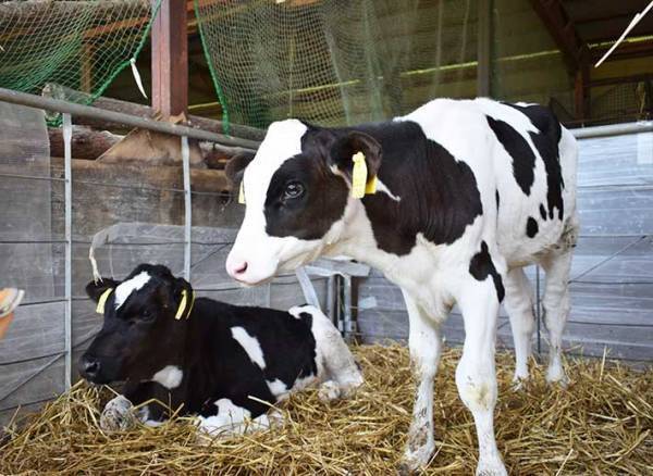 「牛界の浜辺美波です」　子牛の写真に１０万『いいね』　「五度見した」