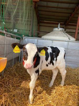 「牛界の浜辺美波です」　子牛の写真に１０万『いいね』　「五度見した」