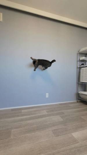 獣医師の診断結果に「今日イチ笑った」「めちゃくちゃ納得」　猫の姿が？