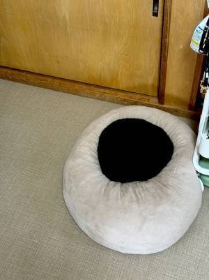 部屋に置いたクッションの上にいたのは…　その正体に、２万人が驚愕