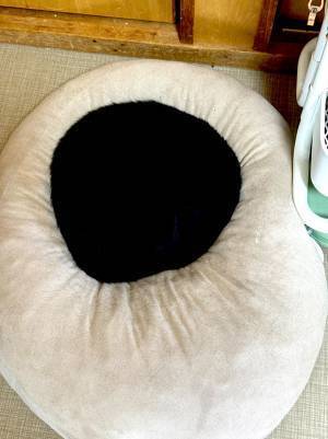 部屋に置いたクッションの上にいたのは…　その正体に、２万人が驚愕