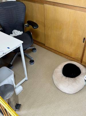 部屋に置いたクッションの上にいたのは…　その正体に、２万人が驚愕