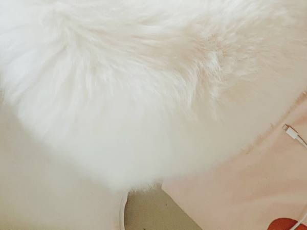 上から見ると？　ポメの１枚に「難しい」「待ち受けにしたい」