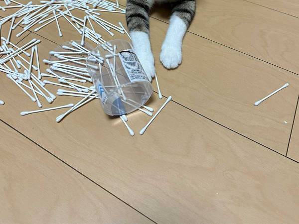 「最近で一番ひどい」　『ネコハラ』の現場写真に「ため息が出る」「目が合っていない」