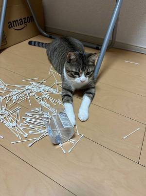 「最近で一番ひどい」　『ネコハラ』の現場写真に「ため息が出る」「目が合っていない」