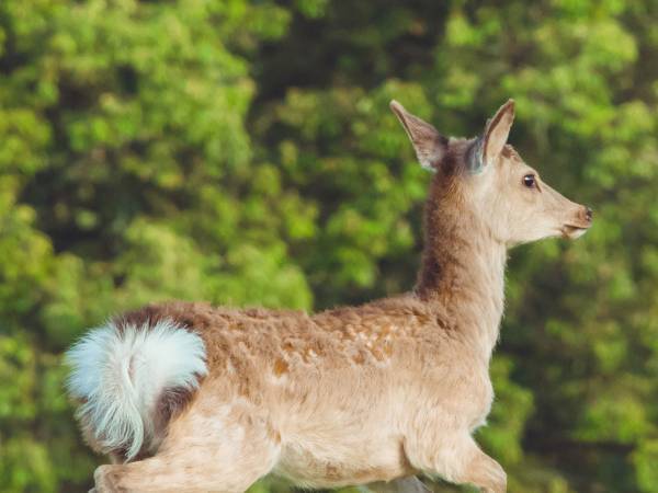 『合成にしか見えない』シカが話題　「アニメの世界みたい」「これはお見事」