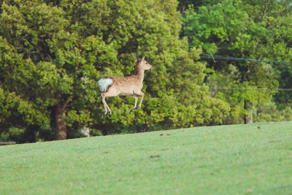 『合成にしか見えない』シカが話題　「アニメの世界みたい」「これはお見事」