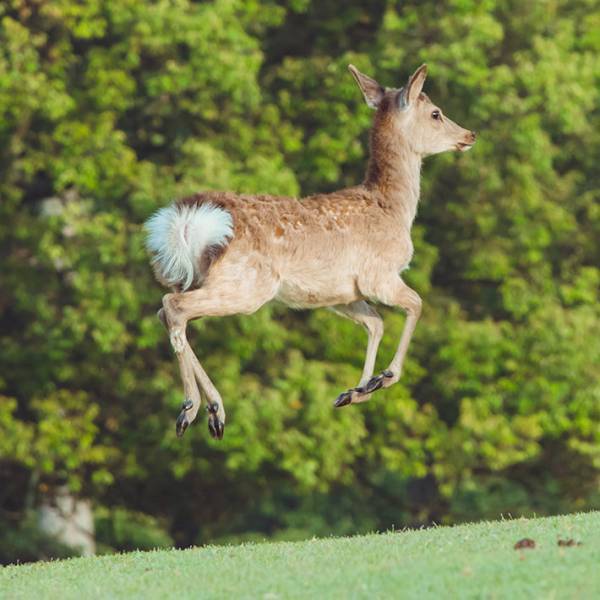 『合成にしか見えない』シカが話題　「アニメの世界みたい」「これはお見事」